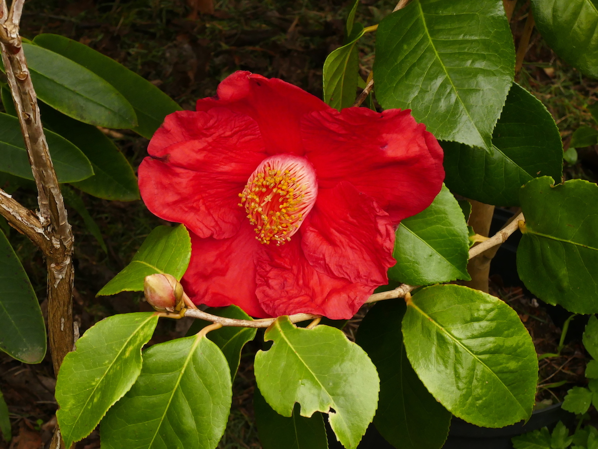 Red Crystal